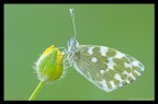 Pontia Edusa Alba Pontia Edusa Alba