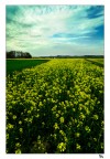 Fiori gialli Fiori gialli