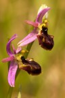 Ophrys exaltata subsp tyrrhena