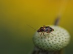 Macro