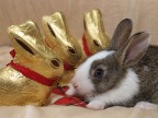 Buona pasqua ! Buona pasqua !