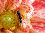 formica formica
