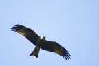 Rapace, ma quale? Rapace, ma quale?