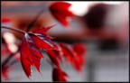 rosso rosso