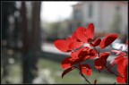 rosso2 rosso2