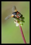 Moschina Moschina