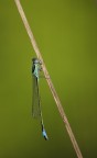 libellulina