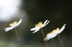 primavera primavera