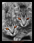 Infernal Cats