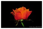 Rosa Rosa