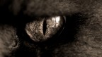 bw_eye bw_eye