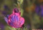 Le meraviglie della natura Le meraviglie della natura