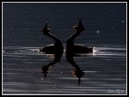 Corteggiamento. Corteggiamento.