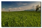 Nei dintorni di Pienza Nei dintorni di Pienza