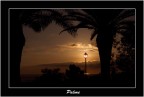 alba alba