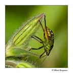 La Cimice La Cimice