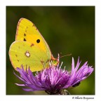 Condivisione Condivisione