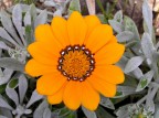 Fiore giallo Fiore giallo