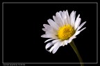 Lacrime di primavera Lacrime di primavera