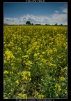 yellow field yellow field