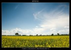 spring spring