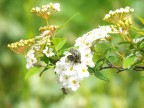 l'amore sul biancospino l'amore sul biancospino