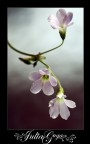 chinese-like flower chinese-like flower