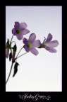 chinese-like flower3 chinese-like flower3
