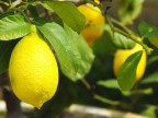 Lemon Lemon