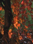nel bosco al tramonto nel bosco al tramonto
