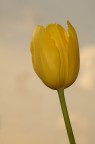 Tulipano Tulipano