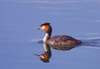 Podiceps cristatus (Svasso Maggiore)