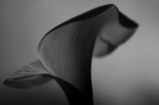 calla_bw