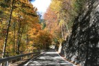 Strada alberata Strada alberata