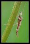 Chironomide maschio 2 Chironomide maschio 2