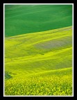Verde/giallo Verde/giallo