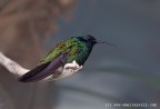 Colibrì Colibrì