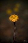 Fiore giallo Fiore giallo