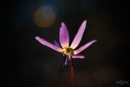Fiore lilla Fiore lilla