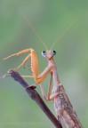 Sphrodomantis Sphrodomantis