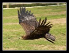 volo radente volo radente