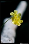 Campanelline Campanelline