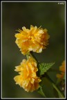 macro2-2009 macro2-2009