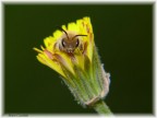 nasce da un fiore nasce da un fiore