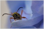 Clytus Arietis Clytus Arietis