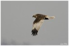 Falco di palude Falco di palude