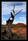 Bush Tree Bush Tree