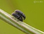 Mecinus pyraster in accoppiamento