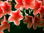 Azalea Azalea