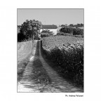 Country side in bn Country side in bn
